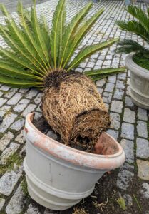 This plant definitely needs some attention – the root mass has grown quite a bit. Repotting is a good time to also check any plant for damaged, unwanted or rotting leaves or pests that may be hiding in the soil.