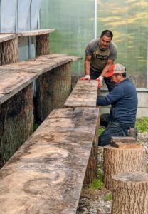 The shelves on both sides of the greenhouse are tiered to make the best use of the shape of the space. The old lumber and stumps are saved materials from the farm – I always try to reuse and repurpose. Phurba and Pasang check each shelf to make sure it is sturdy and level.