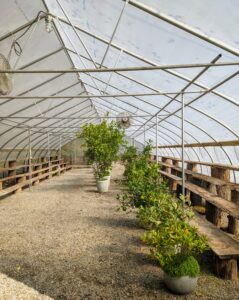 The tall citrus trees are placed on the gravel floor from back to front while smaller specimens fit on the long wooden shelves.