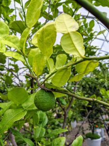 This is a Citrus hystrix ‘Kaffir Lime’. It is sometimes referred to as the makrut lime and is native to tropical Asia, including India, Nepal, Bangladesh, Thailand, Indonesia, Malaysia, and the Philippines. The leaves of this tree are often used in Thai cooking, for their delicious flavor and fragrance. The wrinkly fruit also provides a unique flavor that just can’t be reproduced by any other citrus.