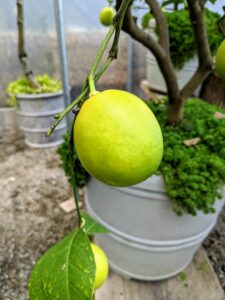 Among my citrus plants are these Meyer lemons. Citrus × meyeri, the Meyer lemon, is a hybrid citrus fruit native to China. It is a cross between a citron and a mandarin/pomelo hybrid distinct from the common or bitter lemon.