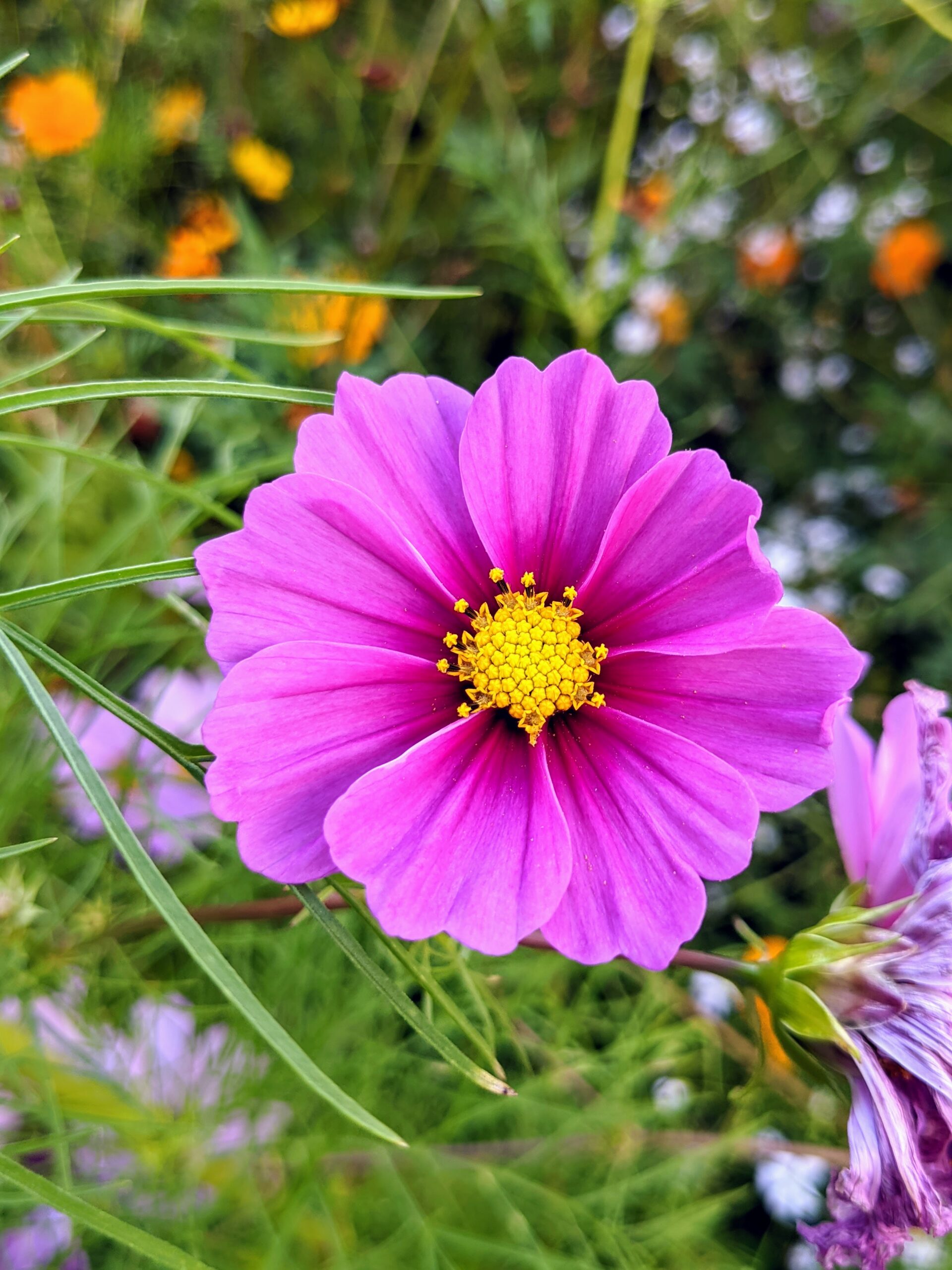 A Garden of Wildflowers - The Martha Stewart Blog