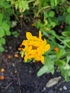 Here is a calendula flower just about to unfurl.