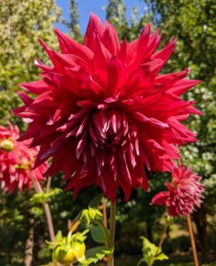 Dahlia 'Creve Couer' is a striking red dinner plate flower - one of the biggest dahlias at 13-inches in diameter.