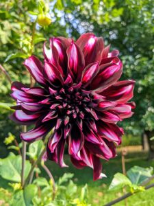 This dark burgundy variety has white tips whose petals fold back towards the stems.