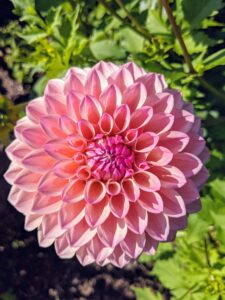 Dahlias are classified according to flower shape and petal arrangement. This is Dahlia ‘Castle Drive’. It has a soft blend of pink and yellow and is great in arrangements and gardens. This plant is also very attractive to bees and butterflies.