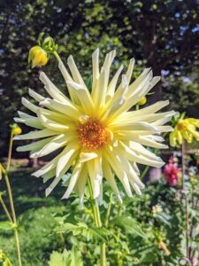 Dahlias are borne from tubers and are popularly grown for their long-lasting cut flowers. This is a cactus dahlia with its beautiful 'spiny' petals rolled up along more than two-thirds of their length.
