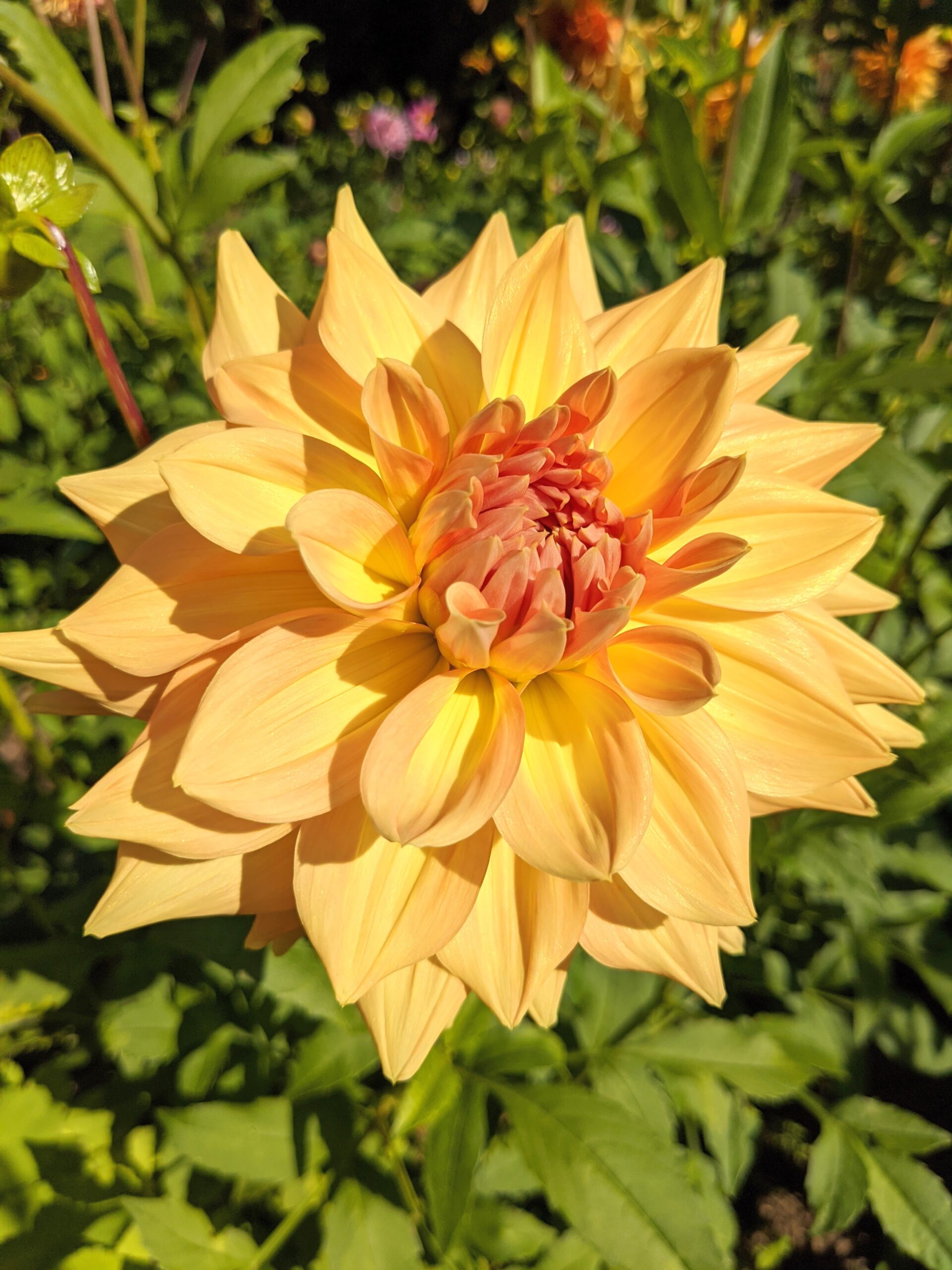More Dahlias in Bloom at My Farm - The Martha Stewart Blog