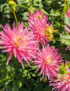 Flowers come one head per stem. The blooms can be as small as two-inches in diameter or up to one foot across. This great variety results from dahlias being octoploids, meaning they have eight sets of homologous chromosomes, whereas most plants have only two.