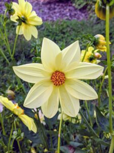 The majority of dahlia species do not produce scented flowers or cultivars, but they are brightly colored to attract pollinating insects.