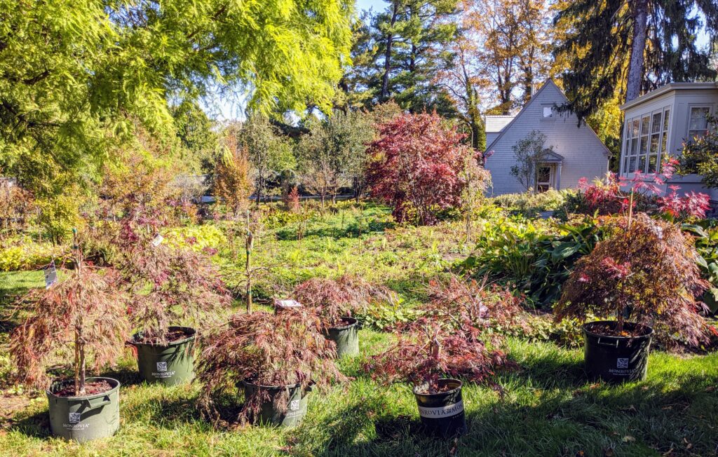 Planting Japanese Maples Behind My Tenant House The Martha Stewart Blog