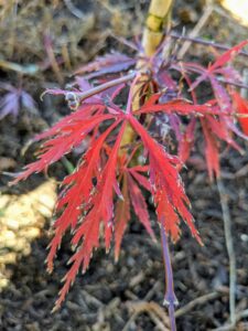 The 'Red Dragon Japanese maple has an attractive lacy appearance. As fall temperatures cool, the foliage transitions to a bright, apple red color. This graceful, small tree is a wonderful addition to shaded gardens and also works well in containers.
