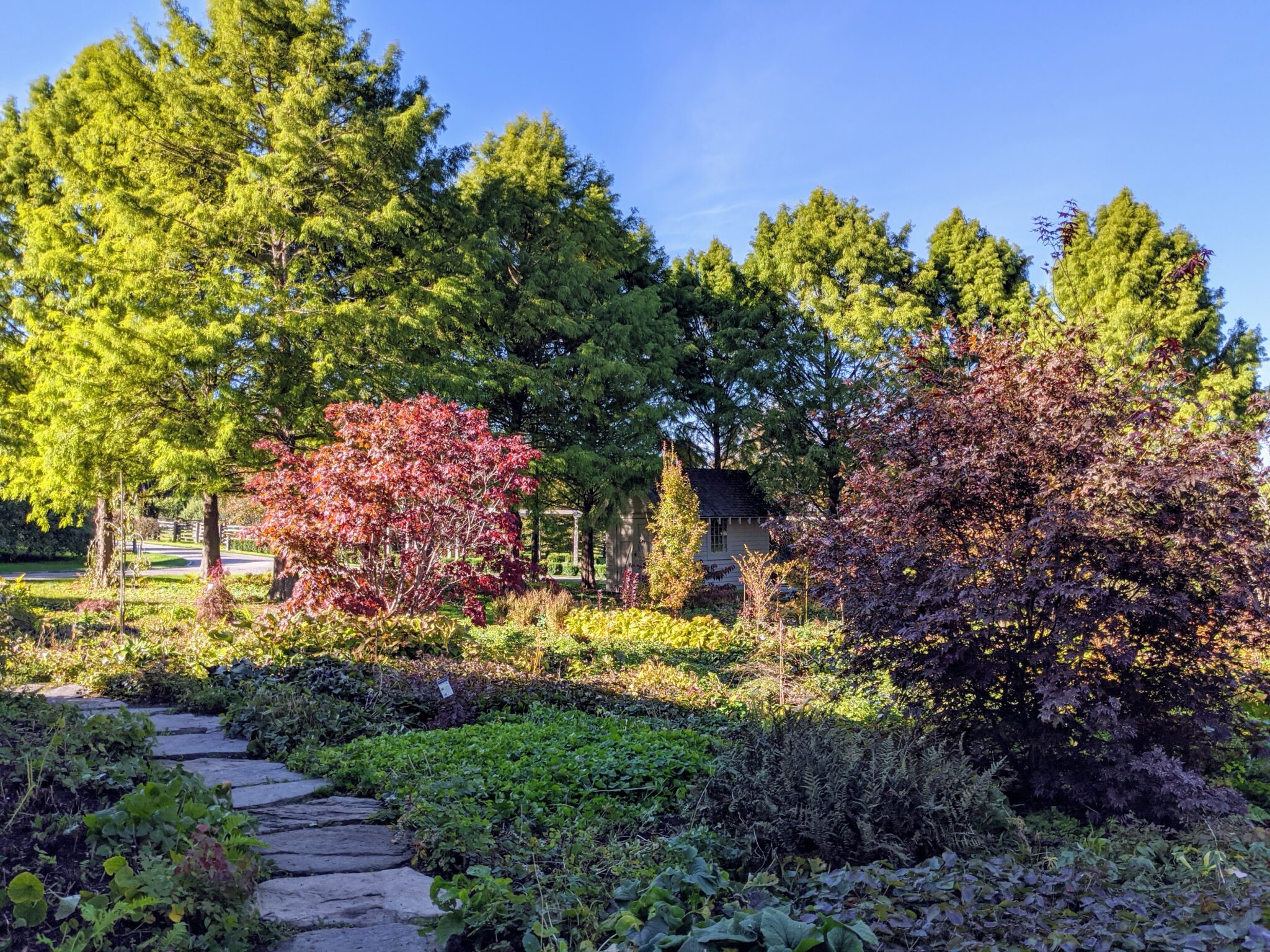 Planting Japanese Maples Behind My Tenant House - The Martha Stewart Blog