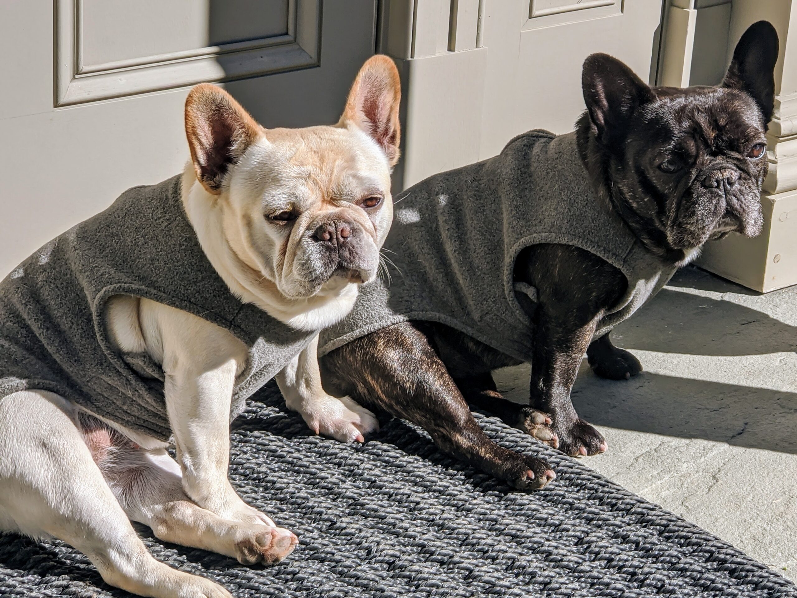 My Chow Chows and French Bulldogs - The Martha Stewart Blog