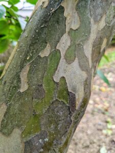 The bark of the quince tree sheds. Here one can see where some has peeled, leaving the new bark exposed. The new bark has a different color and is smooth because it has not yet had much exposure to the elements.