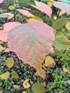 Here's the changing leaf color of an American filbert, Corylus americana. The filbert, or American hazelnut, is an easy-to-grow native shrub that produces edible nuts in late summer. It is hardy and able to thrive in a wide range of conditions. It is a good choice for planting as a hedgerow or windbreak. Its deep green leaves turn copper and yellow in autumn.