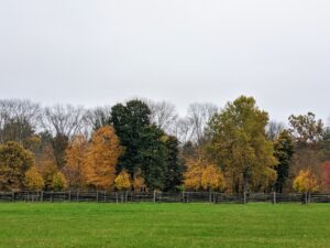 The perimeter around my paddocks displays such wonderful shades of amber, brown, orange and green. I also get many compliments on the fencing around the farm – it is antique spruce fencing I bought in Canada, and it surrounds all my paddocks for the horses, pony and donkeys.