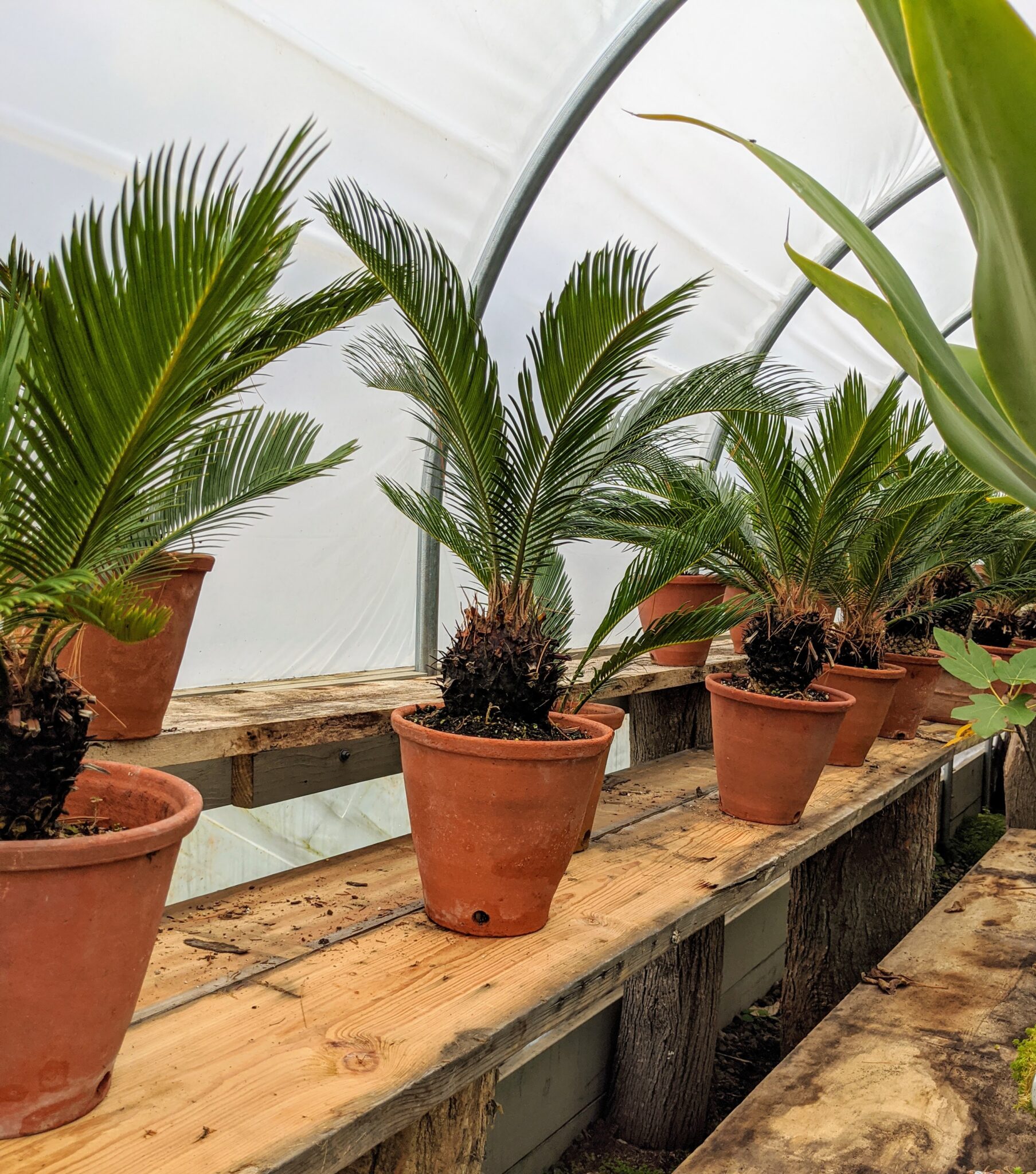 storing-tropical-plants-for-winter-the-martha-stewart-blog