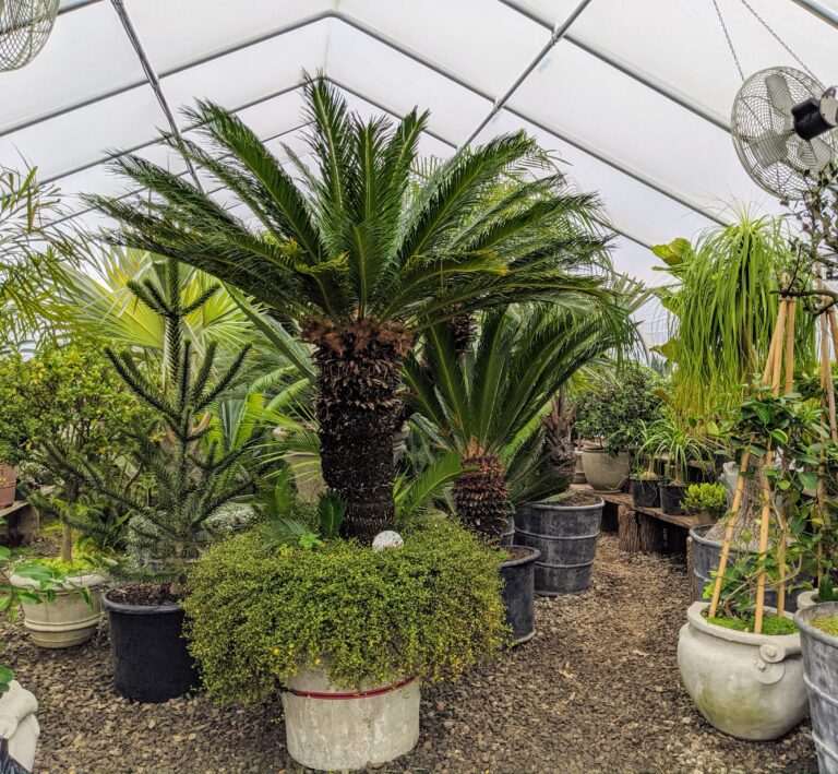 Storing Tropical Plants for Winter The Martha Stewart Blog