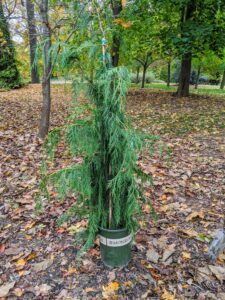 We had four of these weeping Alaskan cedars. I chose to plant them in one section of the daffodil border. This tree is often seen at nurseries as Chamaecyparis nootkatensis ‘Pendula’. At botanical gardens, it is also called Cupressus nootkatensis ‘Pendula’ or Callitropsis nootkatensis ‘Pendula’. It is a slender, strong weeping form that grows to as much as 35 feet tall. It has widely spaced ascending to horizontal branches with flattened sprays of blue-green leaves.
