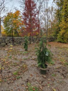 My gardeners, Ryan and Brian, positioned the trees first. When choosing a location for plants, always take into consideration the height and spread of the plant when it is mature, and be sure to give it enough room in the garden bed.