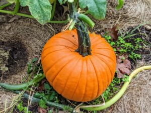 Here is a traditional orange pumpkin – great for Halloween carving.
