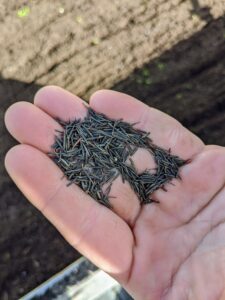 These are chervil seeds. Chervil is a winter-type herb with dark green leaves. It has a mild, sweet anise flavor and is popular for salads, micro-greens, and garnishing. When planting, cover the seeds very lightly with soil as chervil needs some light to germinate.