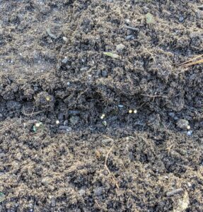 Here are some cilantro seeds in the furrow. Hard to see, but they're there.