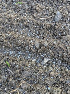 Here, one can see how close these seeds are compared to those done with the row sowing method.