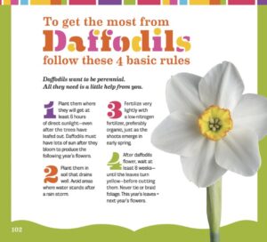 The Colorblends catalog provides helpful tips for planting daffodil bulbs. (Photo courtesy of Colorblends)