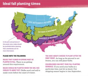 And once the bulbs are ready, they are delivered according to a planting map. After the first frost in one's area, bulbs can be planted safely for about two months. (Photo courtesy of Colorblends)