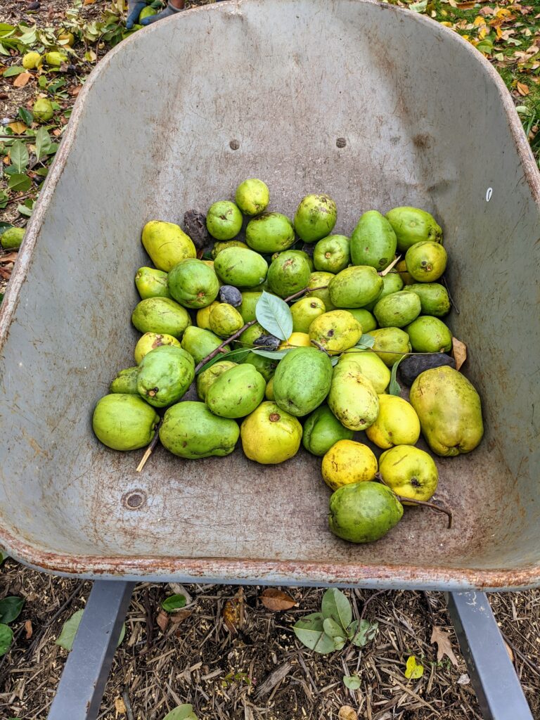 Caring for My Quince Trees The Martha Stewart Blog