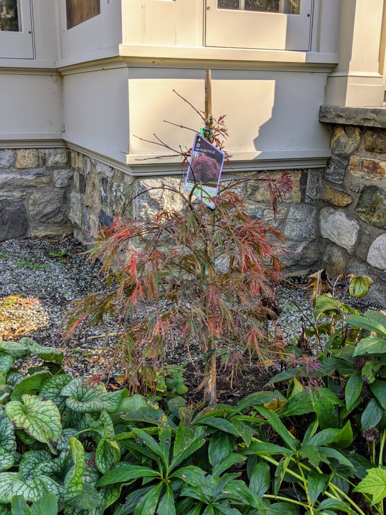 Planting Japanese Maples Behind My Tenant House The Martha Stewart Blog