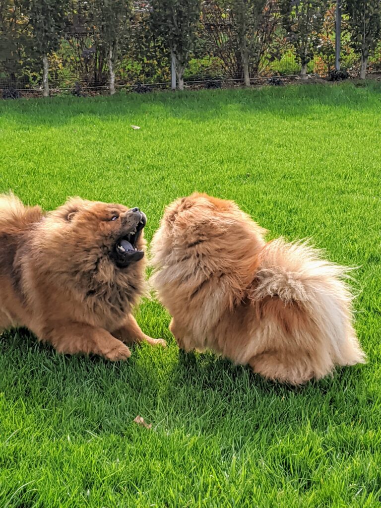 My Chow Chows and French Bulldogs The Martha Stewart Blog