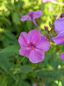 Phlox also comes in a range of colors from pure white to lavender to even red, and grows happily in most parts of the country. If properly planted and sited, phlox is largely pest and disease free too – a perfect perennial.
