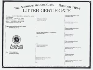 Part of responsible breeding is registering each litter and each animal through its proper kennel club. Our club is the American Kennel Club or AKC. Each litter and puppy get individually registered. Here is a copy of a registration certificate. When a pup goes home, its family gets a copy of the certificate so they can register them with their names. Registering dogs is important to do so both the AKC and the breeders can keep track of their genetics and lines.