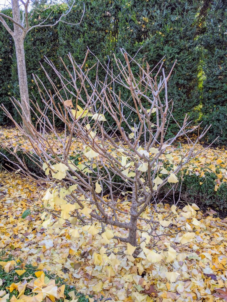 The Ginkgo Trees Lose Their Leaves The Martha Stewart Blog