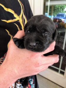 Here is Karen and John’s son, Craig, holding one of the puppies. As you can see, it has just started to open its eyes. Puppies are born with their eyes closed to keep them protected from dust, dirt, and injuries and to allow the eyes to continue to grow underneath the eyelids. Puppies’ eyes begin to open at about two to three weeks and continue to develop once they have opened. The puppy here was exactly two weeks old.