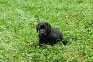 Here is a great picture of Truman. Truman and his brother both have excellent head shapes and promising bodies. Karen and I are looking forward to watching them grow over the next couple of years.