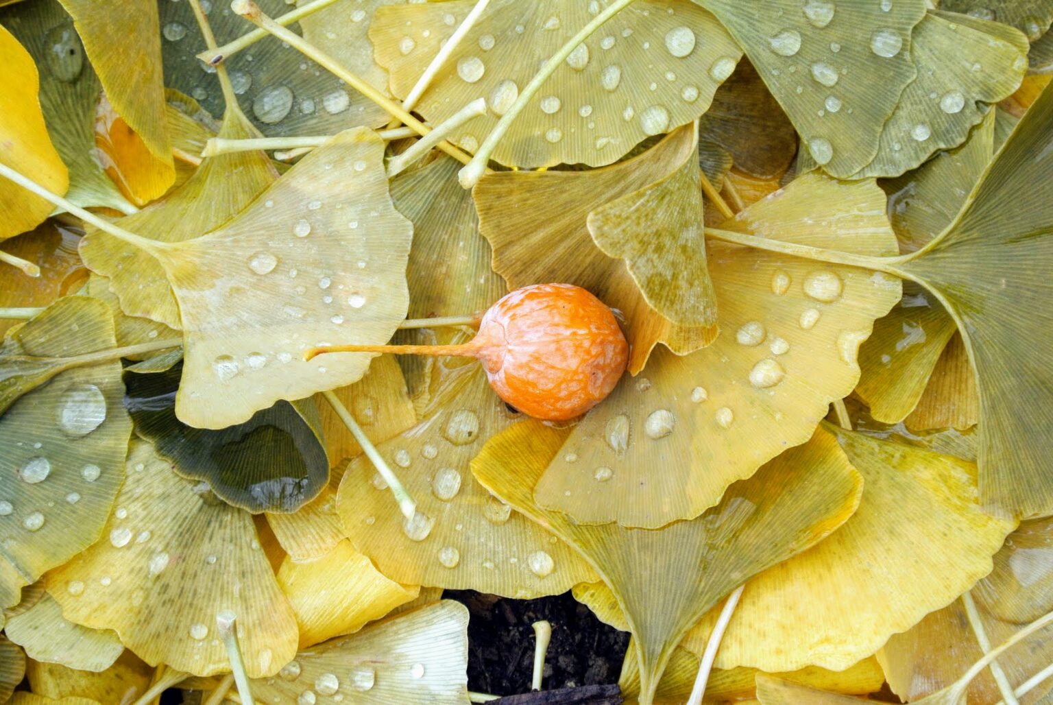 The Ginkgo Trees Lose Their Leaves The Martha Stewart Blog