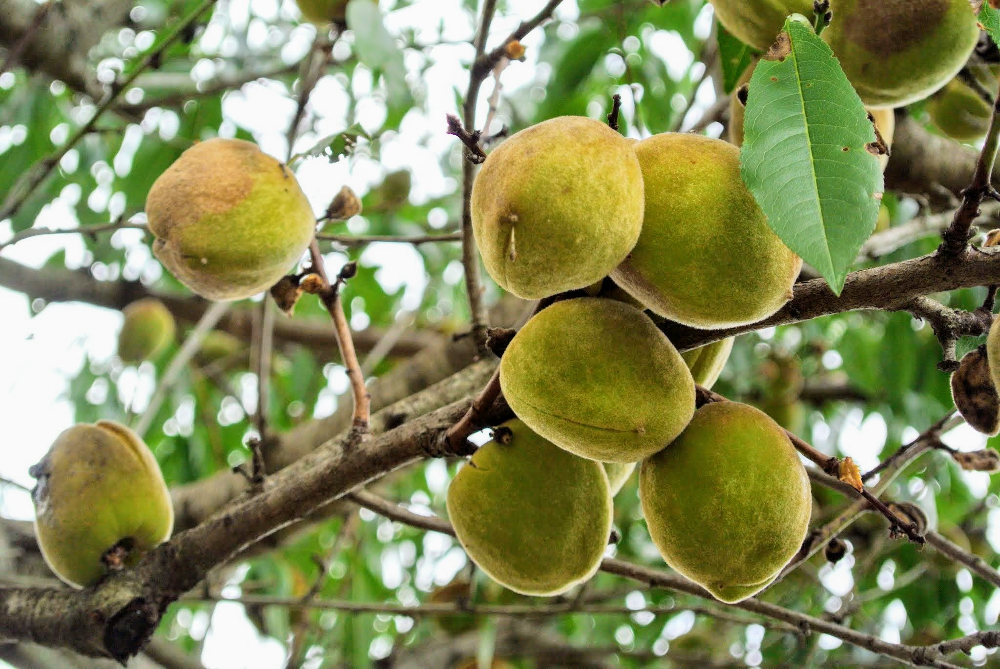 Caring for My Almond Trees - The Martha Stewart Blog