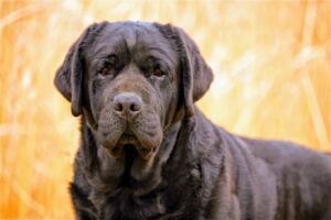 This is MBISS GCH Glacieridge Tabatha's Granite, Fara’s sire. Granite is bred and owned by my friend, Bob Skow – an avid Labrador enthusiast and gardener. (Photo by Bob Skow)