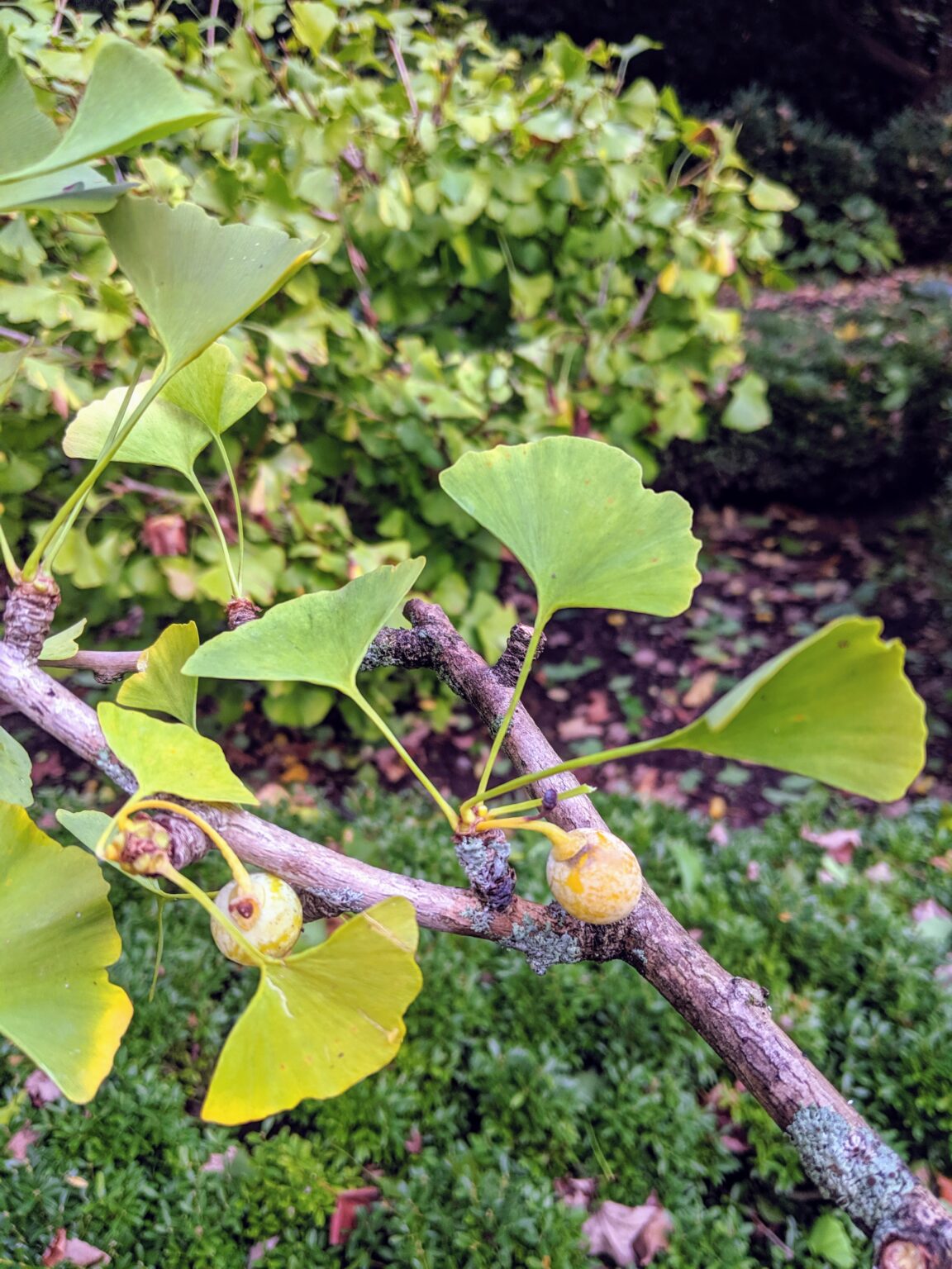 The Ginkgo Trees Lose Their Leaves The Martha Stewart Blog