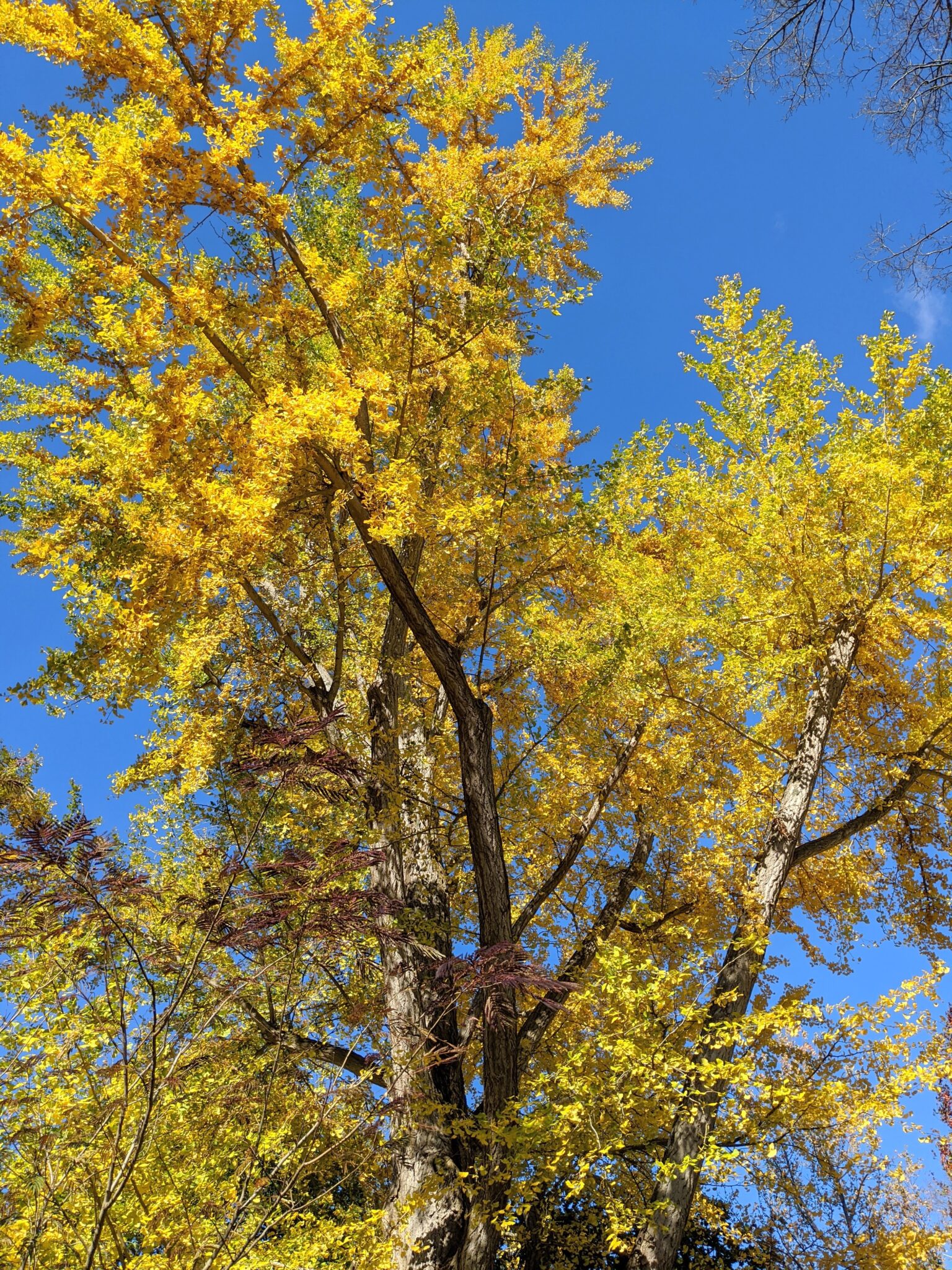 The Ginkgo Trees Lose Their Leaves The Martha Stewart Blog