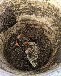 These are shards from broken pots that could not be fixed. Always save them to cover the drainage holes of potted vessels. These shards will allow water to drain out but keep the potting mix from escaping.