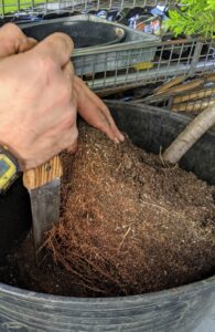Brian scarifies this topiary's root ball before returning it to the repaired container - this means, gently disturbing the root ball to stimulate growth.