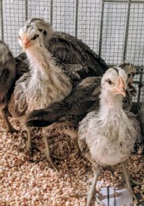 The chicks are very eager to explore their surroundings. Chickens have their own personalities – some are more active or more curious than others.