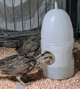 It’s always important to show all new birds, especially chicks, where their food and water are located, so they know right away where to go.