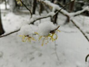 Snow even clung to the thin branches of the witch hazel not far from the back porch.
