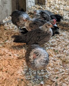 Phoenix hens are good layers of small to medium sized cream or tinted colored eggs. These hens should start laying their first eggs at about 18 to 20 weeks of age.